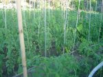 resized_DSC02547.jpg