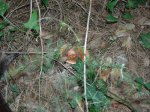 DSCN0704.JPG