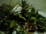 Plantas duchandose.jpg