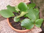 planta_32.jpg