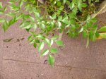 planta_30.jpg