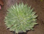 planta_31.jpg