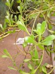 planta_33.jpg