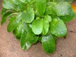 planta_34.jpg