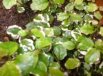 planta_35.jpg