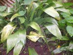 planta_37.jpg