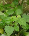 planta_38.jpg
