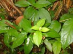 planta_39.jpg