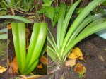 planta_40.jpg