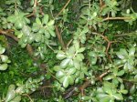 planta_41.jpg