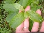 planta_42.jpg
