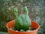 99 (OPUNTIA ...).JPG