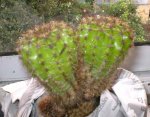 cactus02.jpg