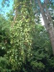 Enredadora de la palta.JPG