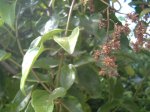 trpadora palta semillas.JPG