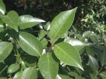posible camelia.JPG