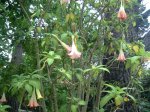 Datura arbol.JPG