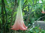 Datura flor 1.JPG