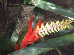 cactus rojo.JPG