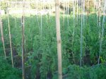 resized_DSC02545.jpg