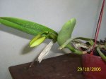 Pimpollos C.labiata.jpg
