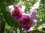 C.labiata 002.jpg
