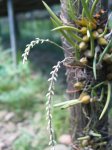 Bullbophyllum morenoi2.jpg