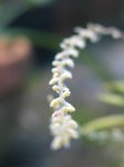Bullbophyllum morenoi.jpg