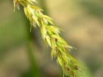 Bulbophyllum insetiferum.jpg