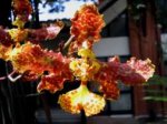 oncidium stacyi garay.jpg