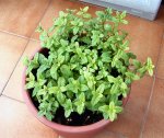 Menta - 05-12-2006 - 01B.jpg