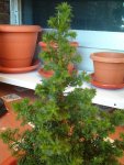 Picea Tejo mas cerca.JPG