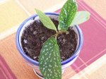 100_2815.JPG