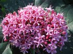 Clerodendro.jpg
