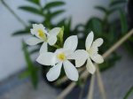 DSC00585.JPG