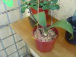 Dsc00002.jpg