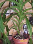 Vanda Tricolor hijuelo web.jpg