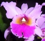 BLC003a.jpg