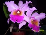 BLC 002.jpg
