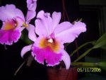 BLC 001.jpg