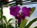 DSC00597.JPG
