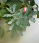 acacia en agua.jpg