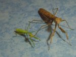 mantis din identificar.jpg