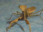 mantis sin identificar.jpg