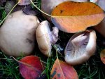 Dsc03477.jpg