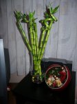 p1000610tp4.jpg