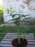 lilliums caidos.JPG
