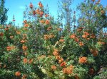 FLORES NARANJAS.JPG
