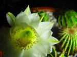 Echinopsis eyriesii.jpg