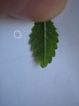 bonsai2 012r.jpg